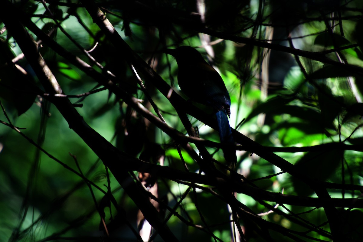 diademmotmot - ML642375731