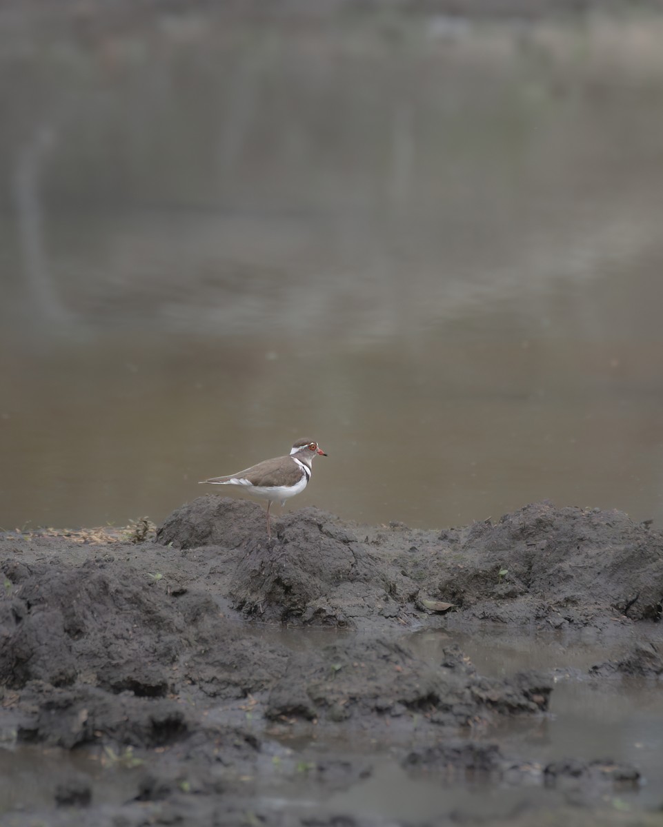 Three-banded Plover - ML642375738