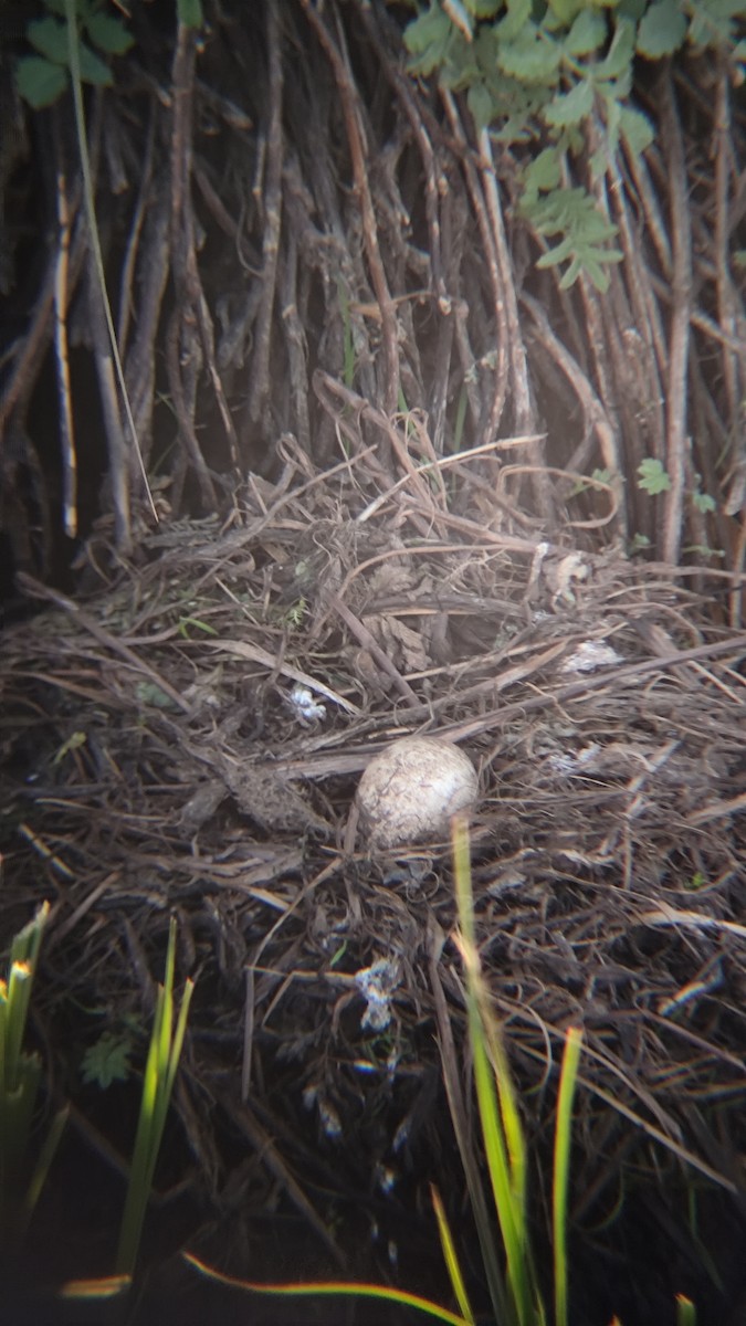 White-tufted Grebe - ML642375740