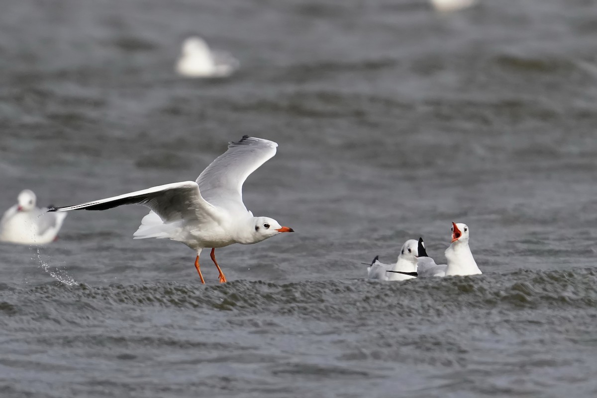 שחף אגמים - ML642375752