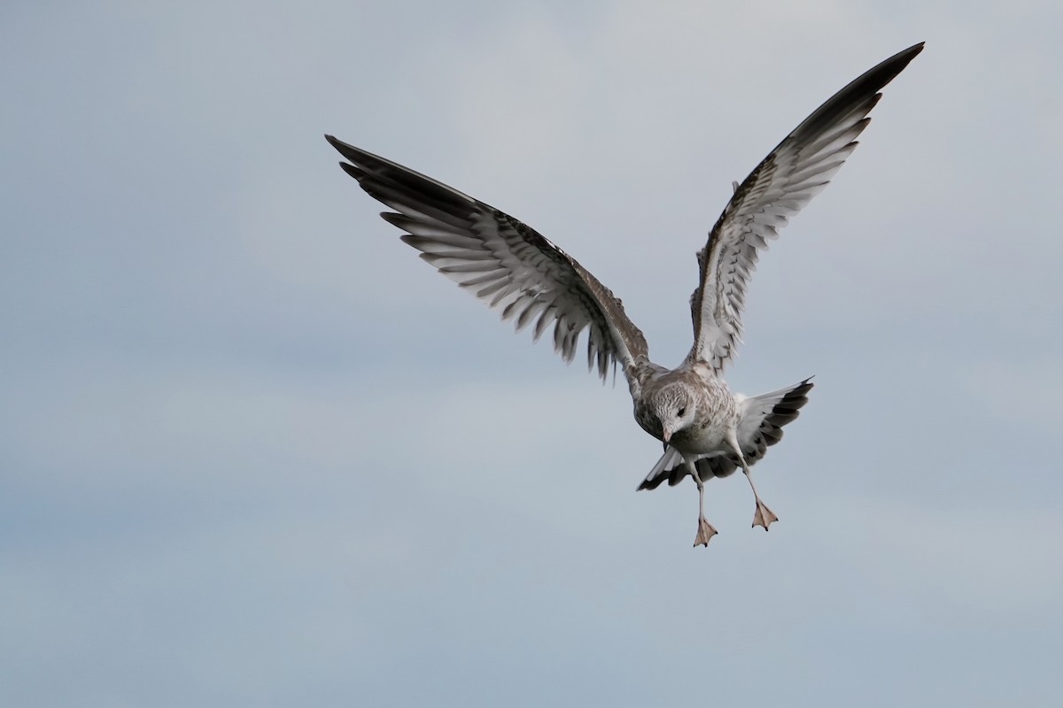 שחף אפרורי - ML642375754