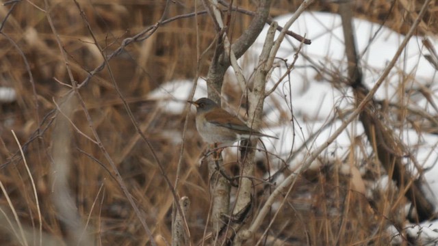 Pale Thrush - ML642375789