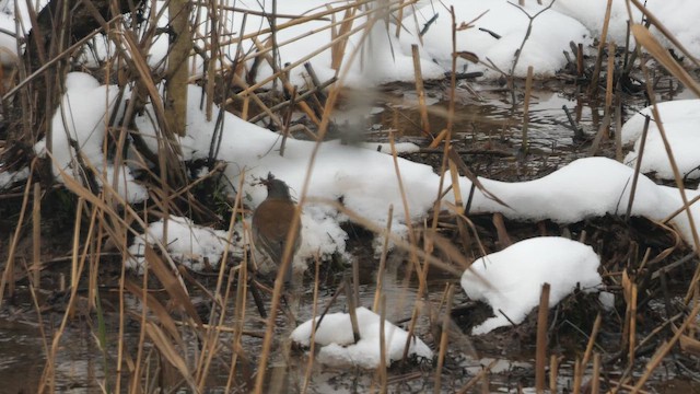 シロハラ - ML642375790