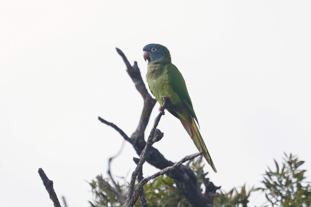 Blue-crowned Parakeet - ML642375798