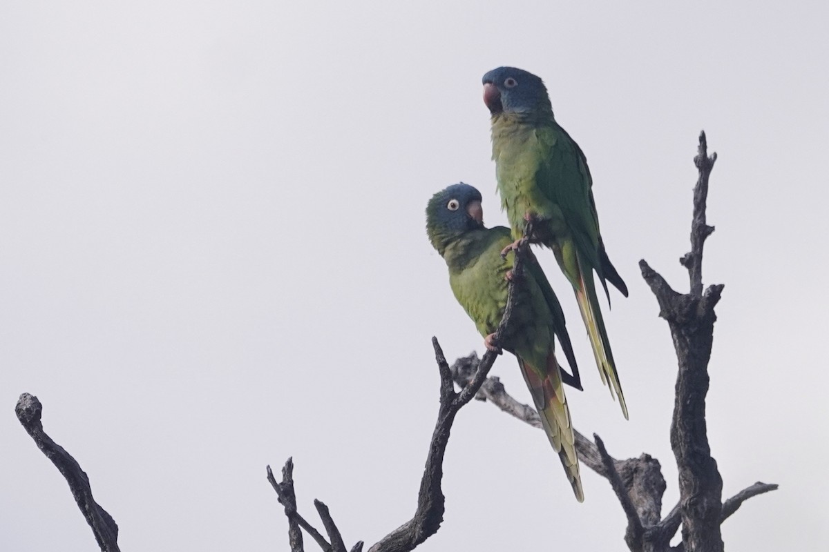 Blue-crowned Parakeet - ML642375799