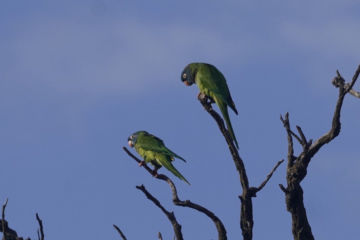 Blue-crowned Parakeet - ML642375800