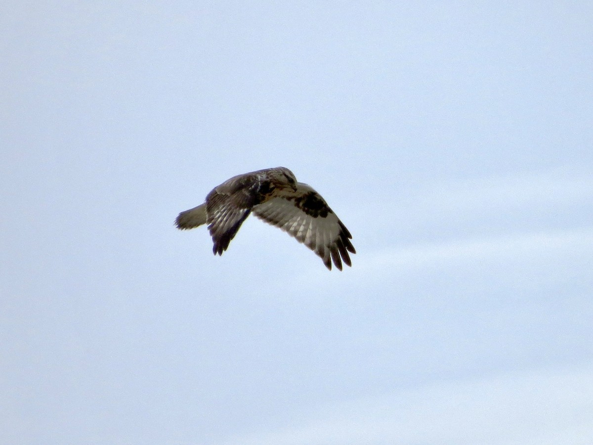 Rough-legged Hawk - ML642375801