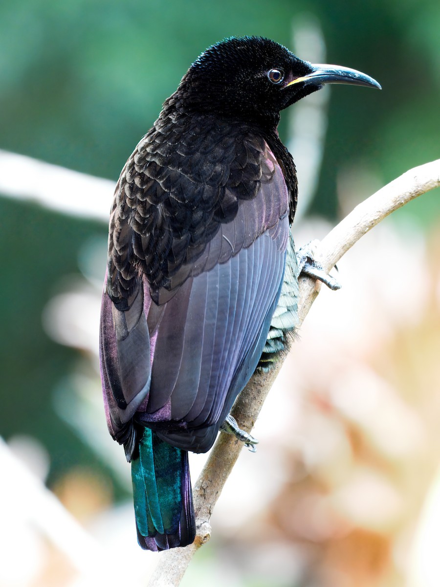 Victoria's Riflebird - ML642375824