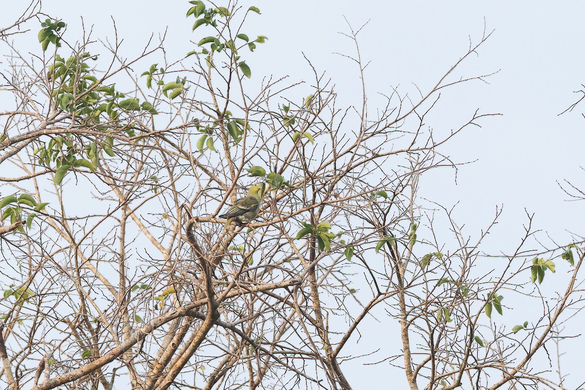Ashy-headed Green-Pigeon - ML642375844
