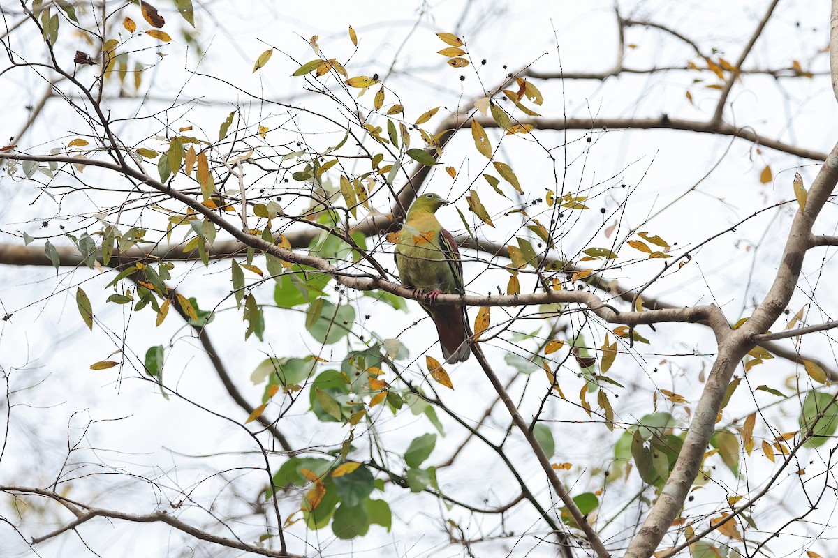 Ashy-headed Green-Pigeon - ML642375845