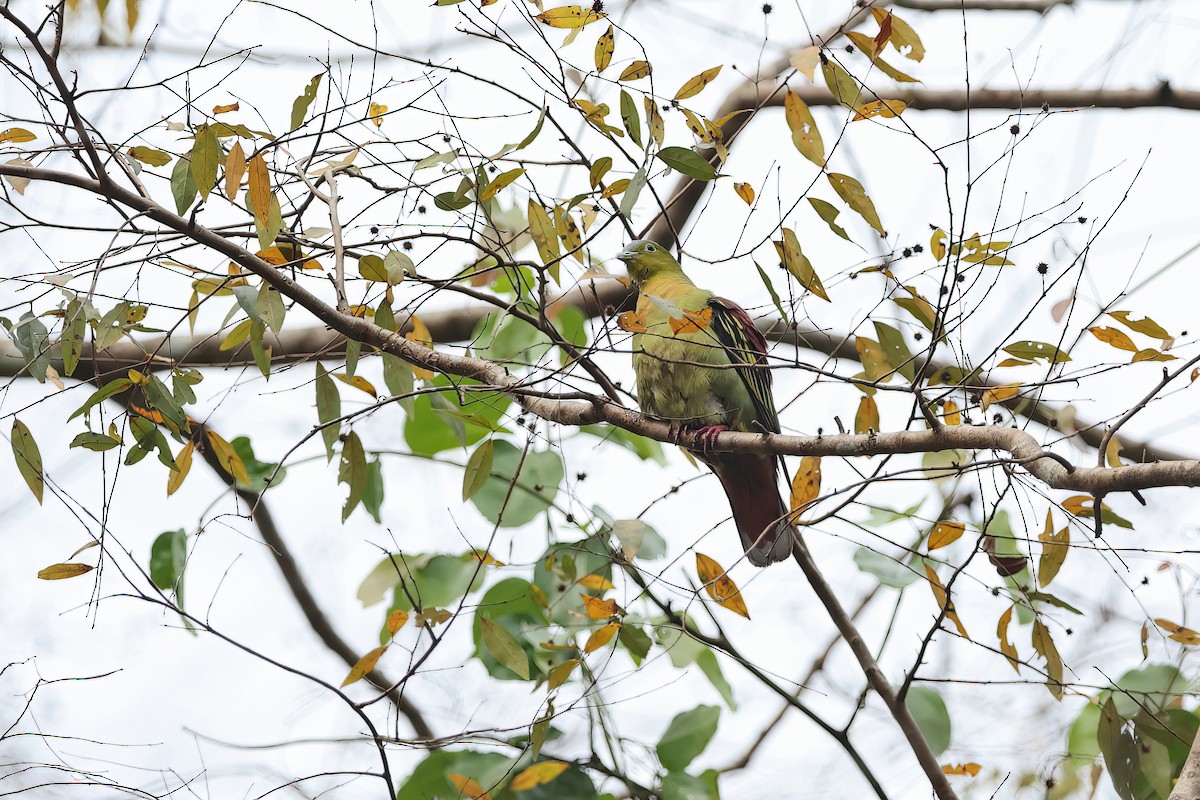 Ashy-headed Green-Pigeon - ML642375846