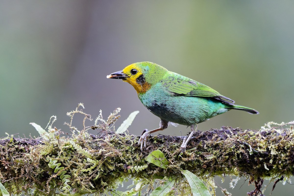 Multicolored Tanager - ML642375849