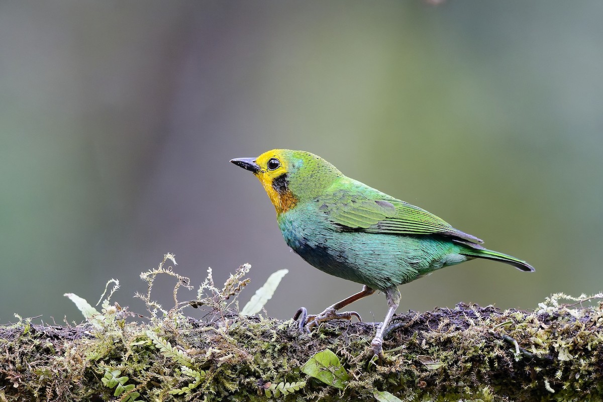 Multicolored Tanager - ML642375850