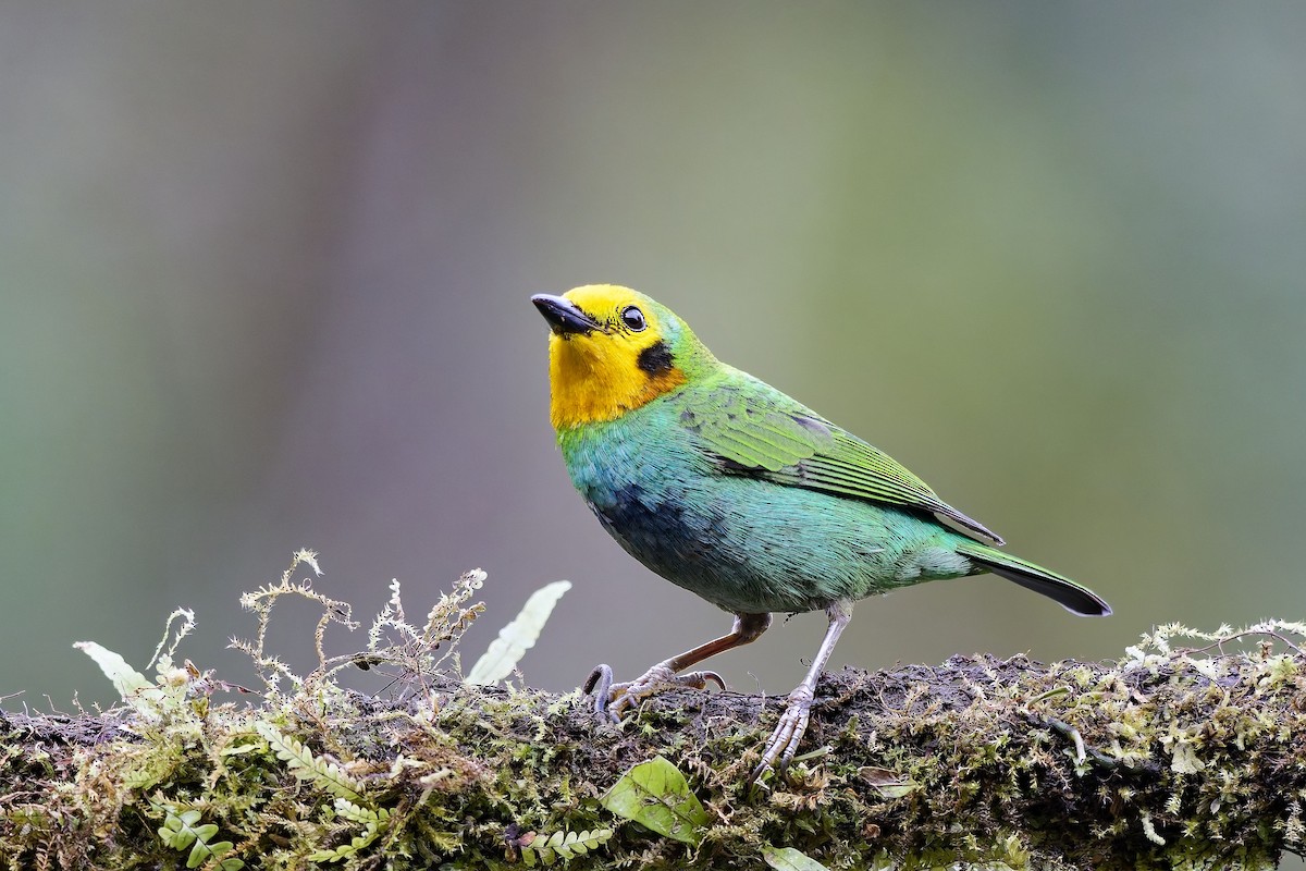 Multicolored Tanager - ML642375851