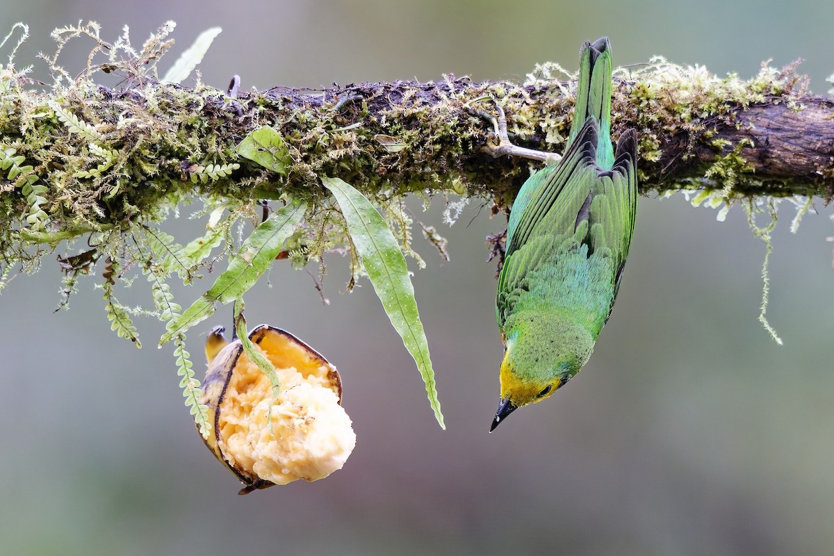 Multicolored Tanager - ML642375854