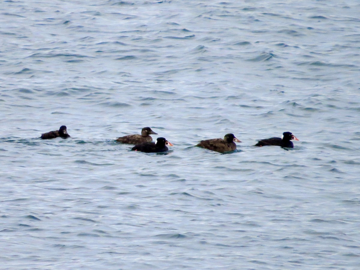 Surf Scoter - ML642375855