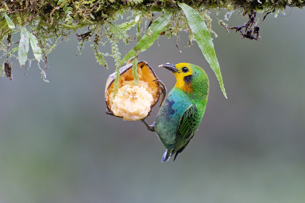 Multicolored Tanager - ML642375856