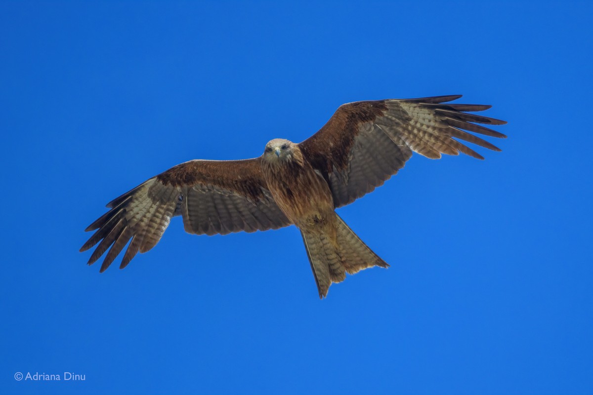 Black Kite - ML642375861
