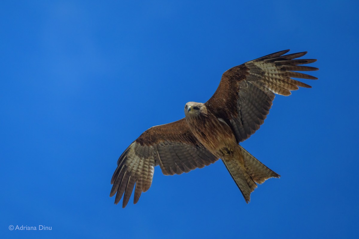Black Kite - ML642375862