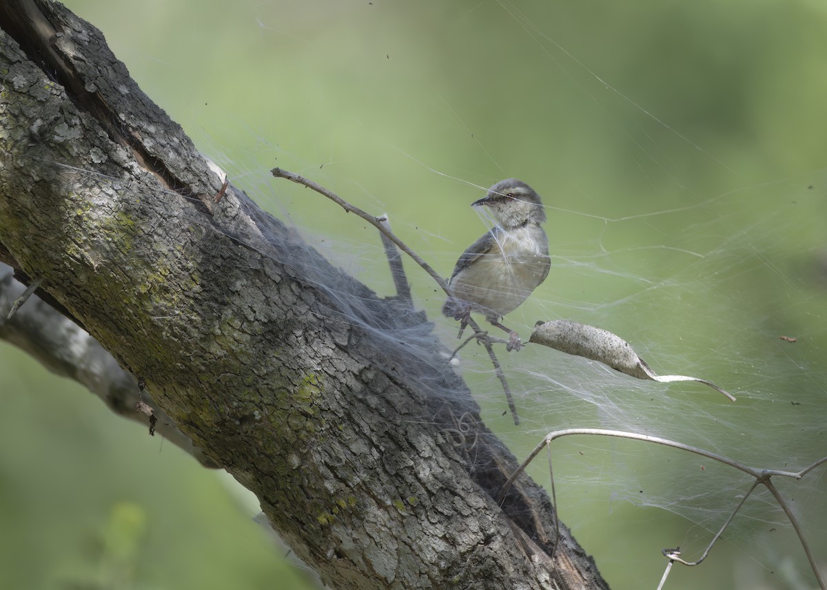 Long-billed Crombec - ML642375863