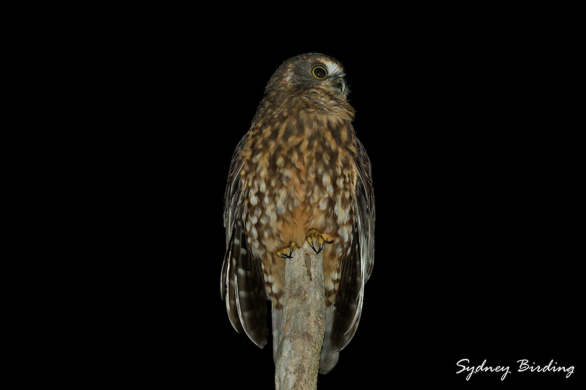 Morepork - ML642375865