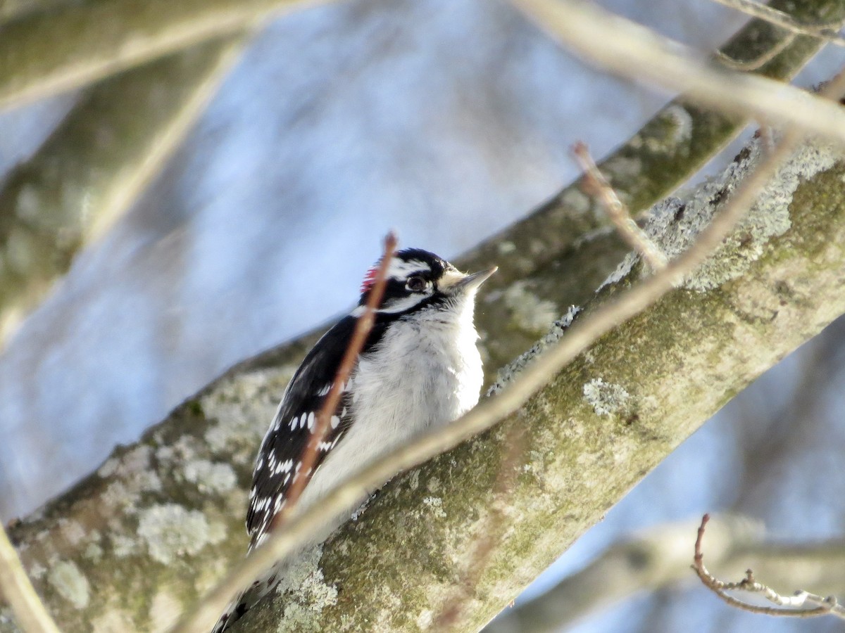 Downy Woodpecker (Eastern) - ML642375872