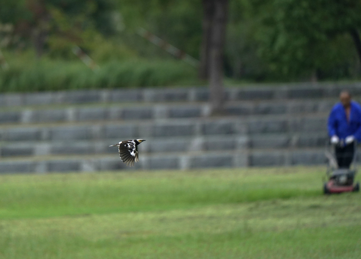 Black-collared Starling - ML642375874
