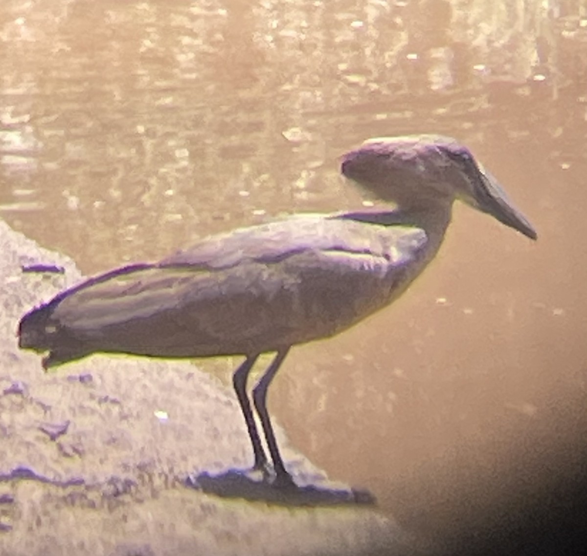 Hamerkop - ML642375903