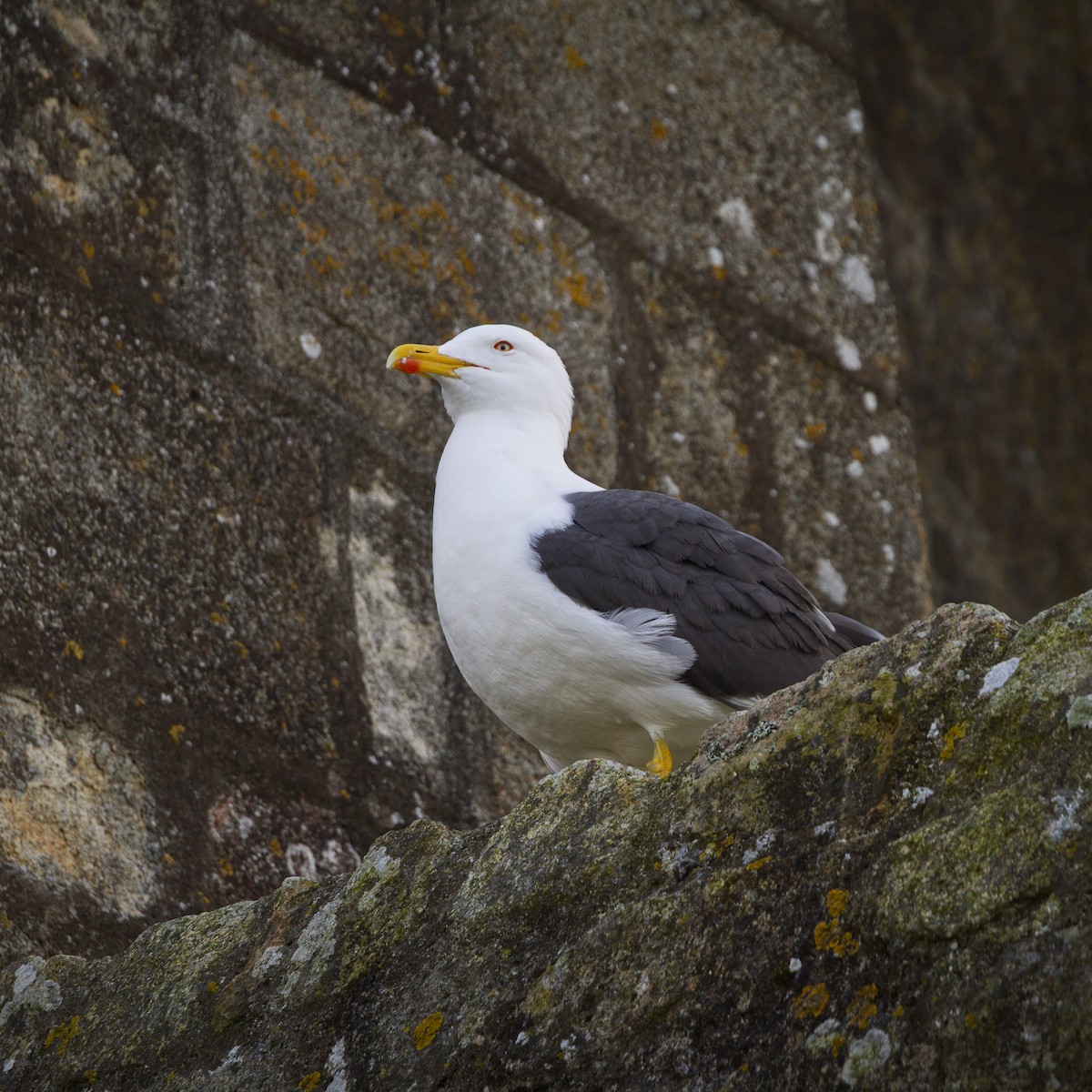 Larus sp. - ML642375904