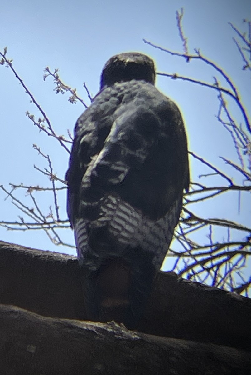 Augur Buzzard - ML642375906
