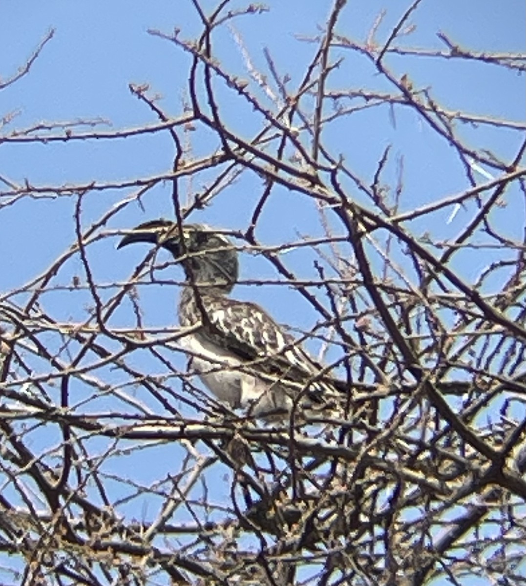 African Gray Hornbill - ML642375915