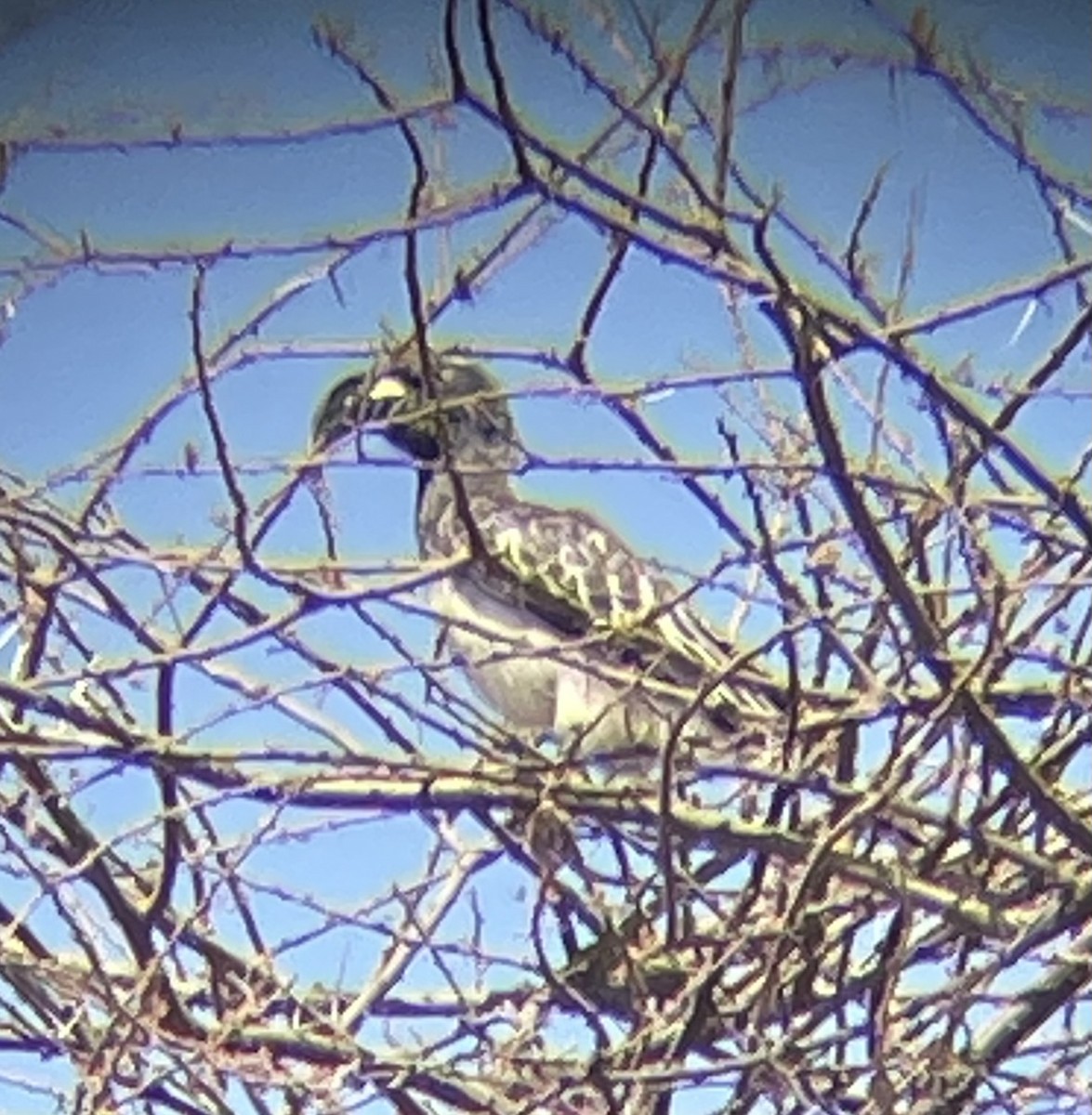 African Gray Hornbill - ML642375916