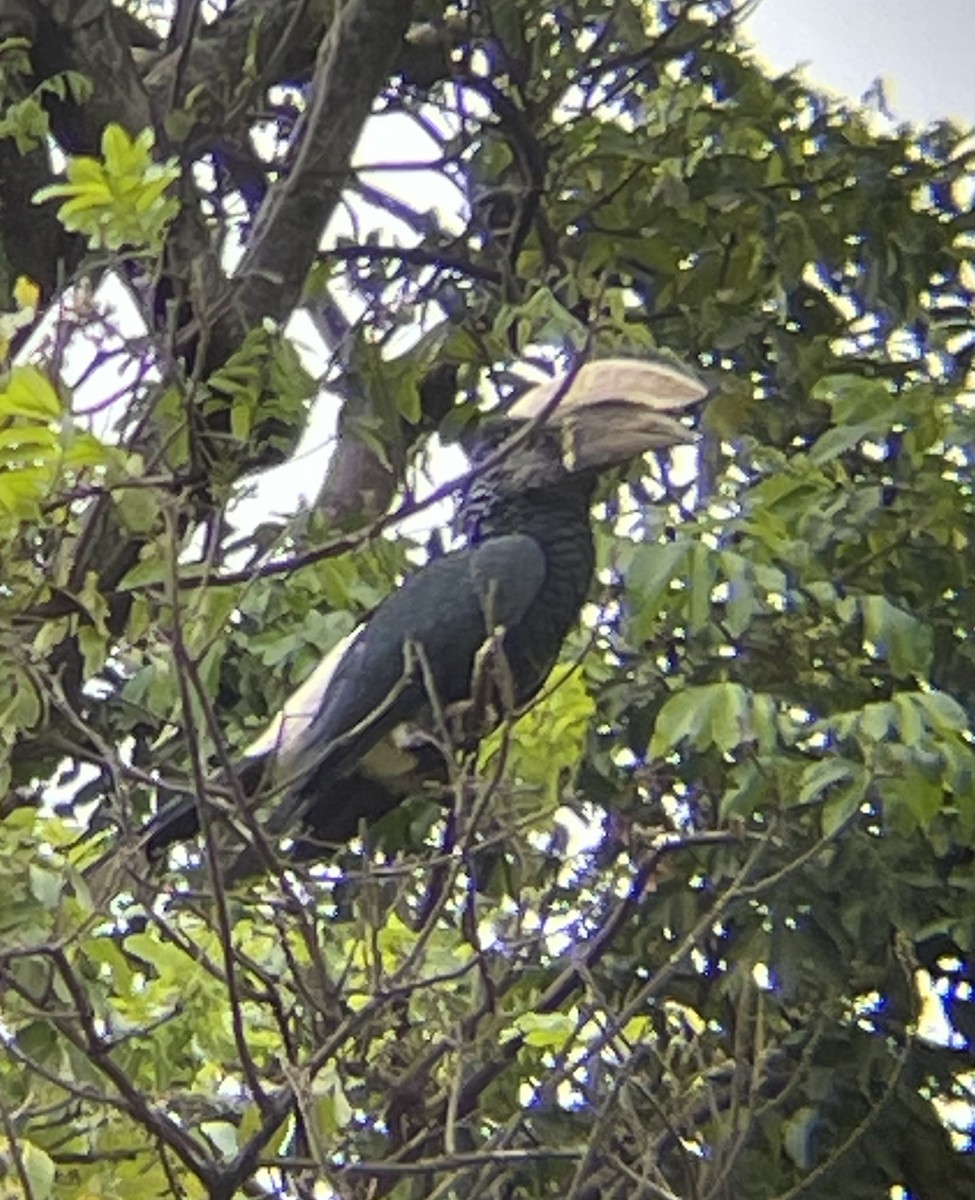 Silvery-cheeked Hornbill - ML642375922