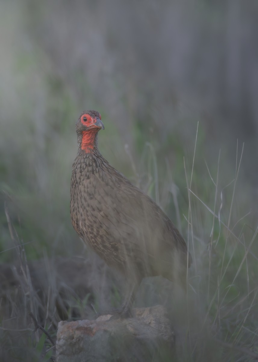 Swainson's Spurfowl - ML642375927
