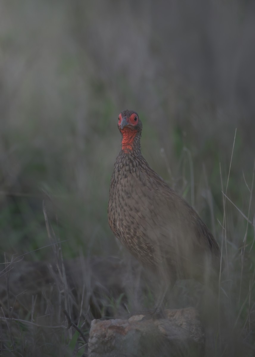 Swainson's Spurfowl - ML642375928