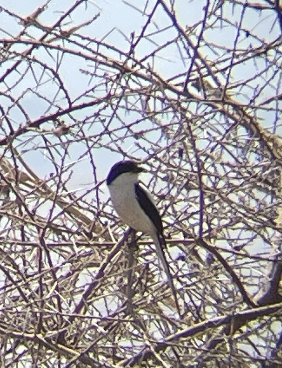 Northern Fiscal - ML642375929