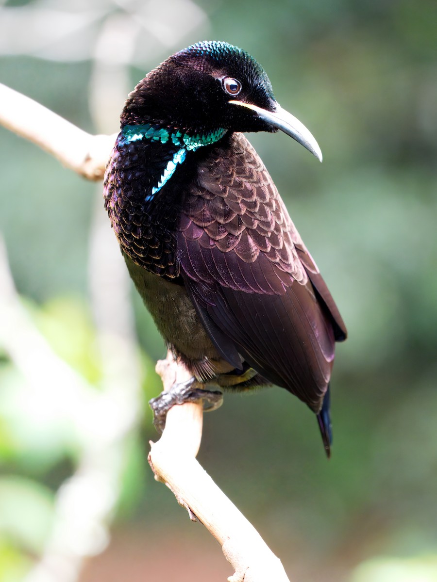 Victoria's Riflebird - ML642375933