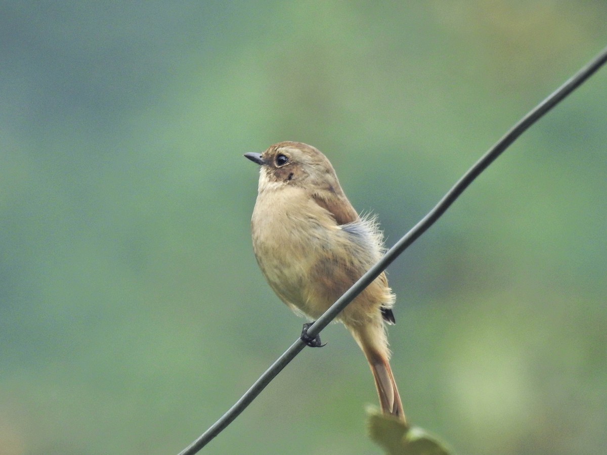 Gray Bushchat - ML642375946