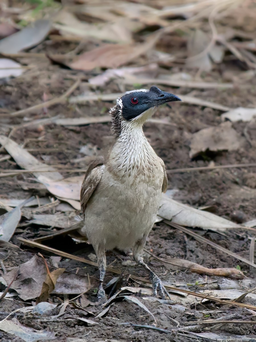 Silver-crowned Friarbird - ML642375949
