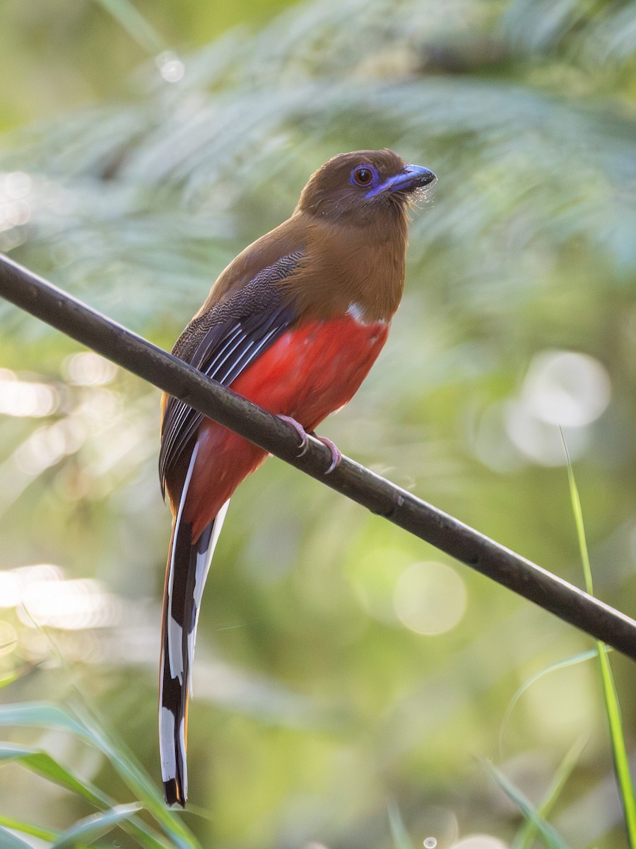 Red-headed Trogon - ML642375960