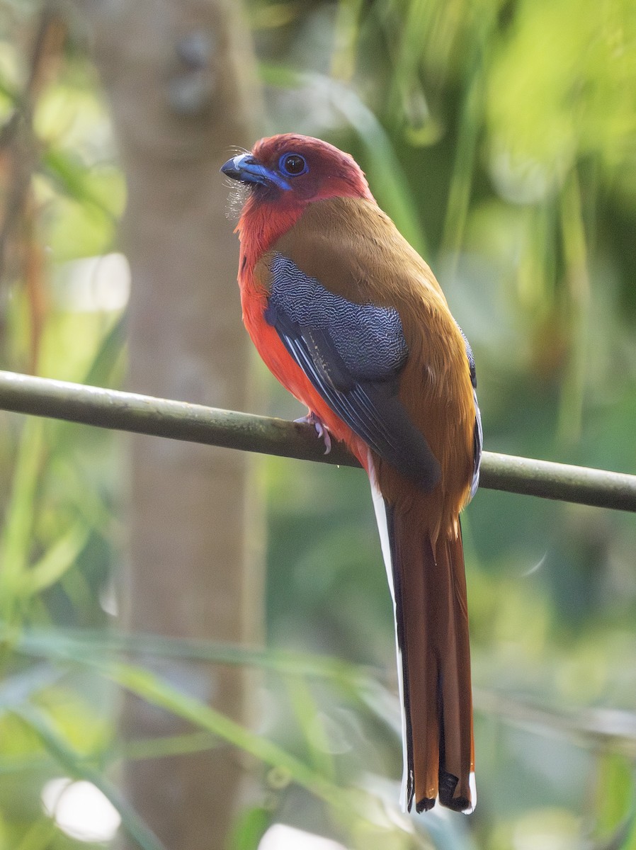 Red-headed Trogon - ML642375961