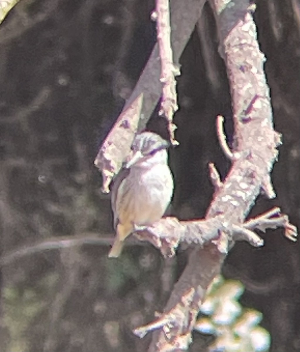 Striped Kingfisher - ML642375967