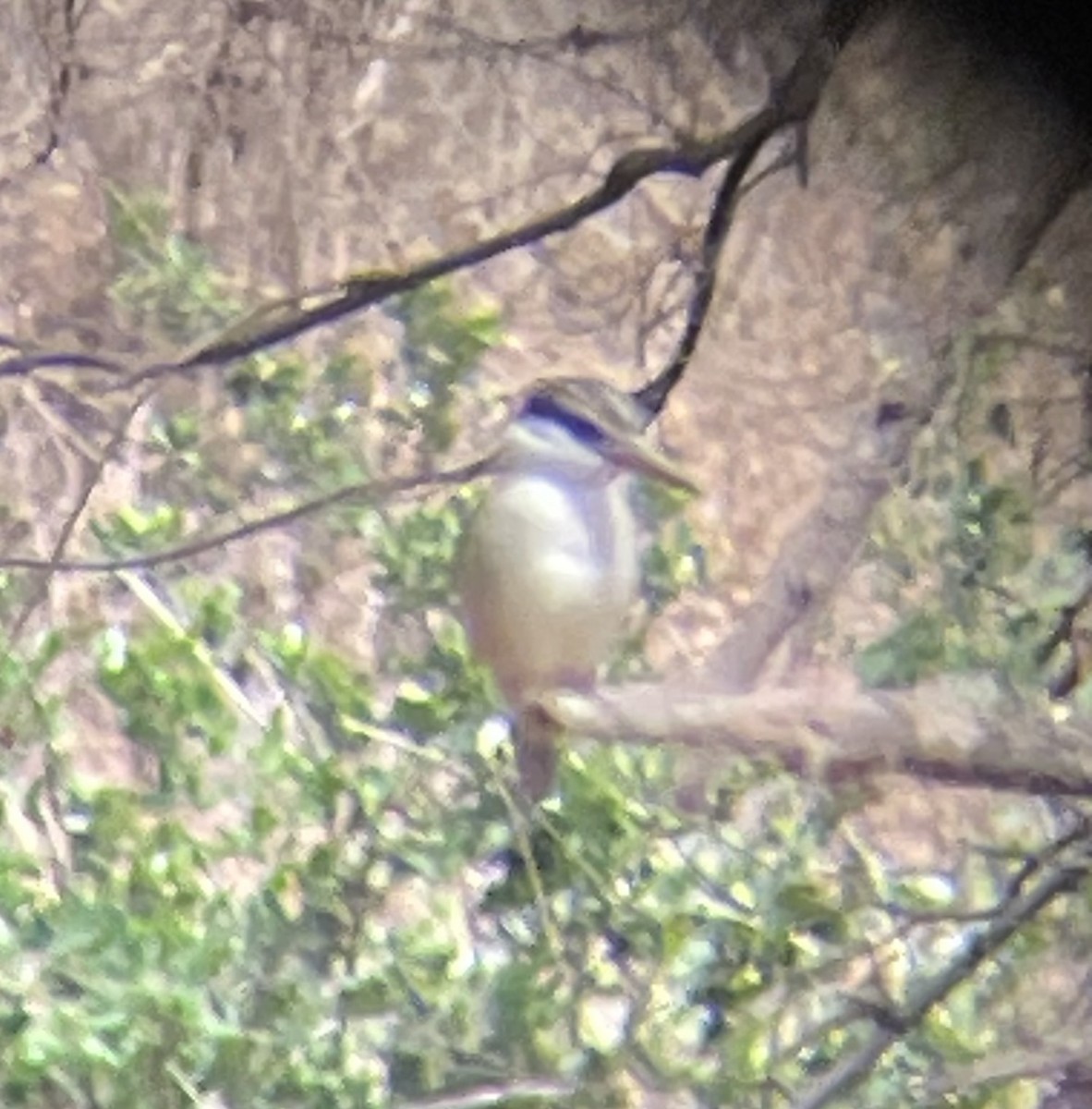Striped Kingfisher - ML642375968