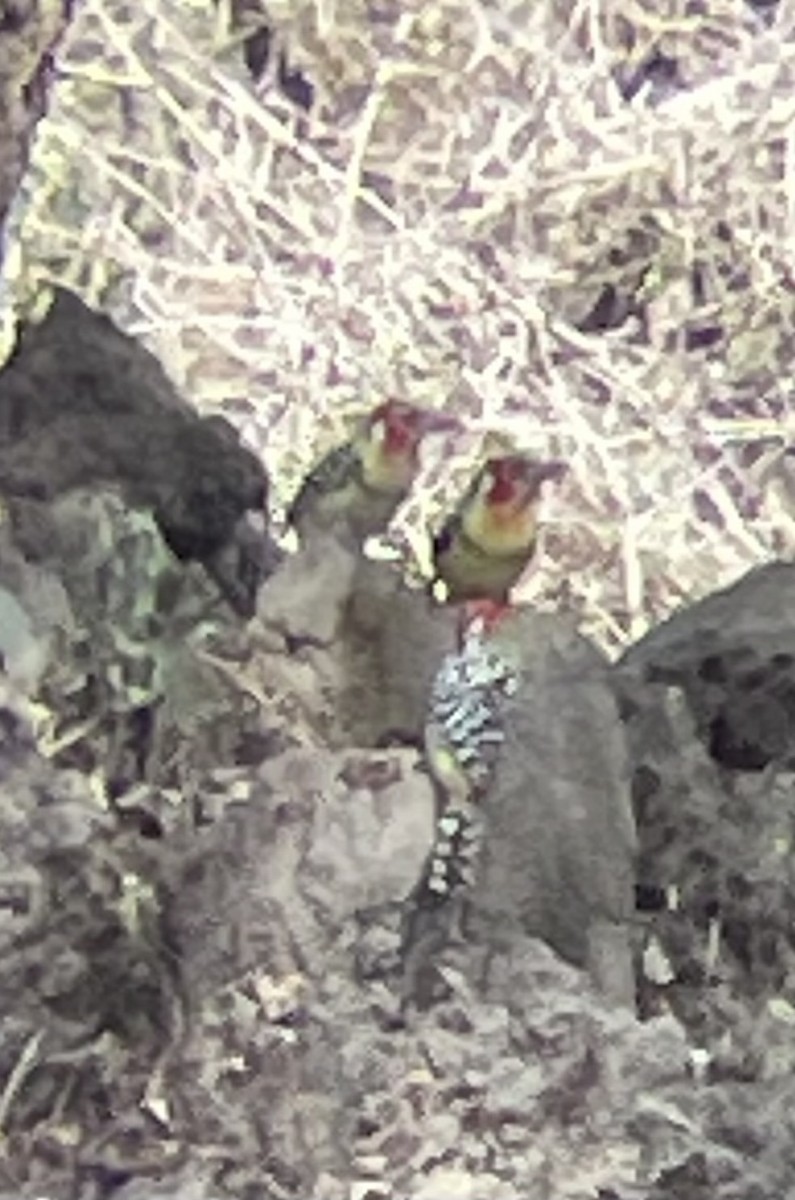 Red-and-yellow Barbet - ML642375970