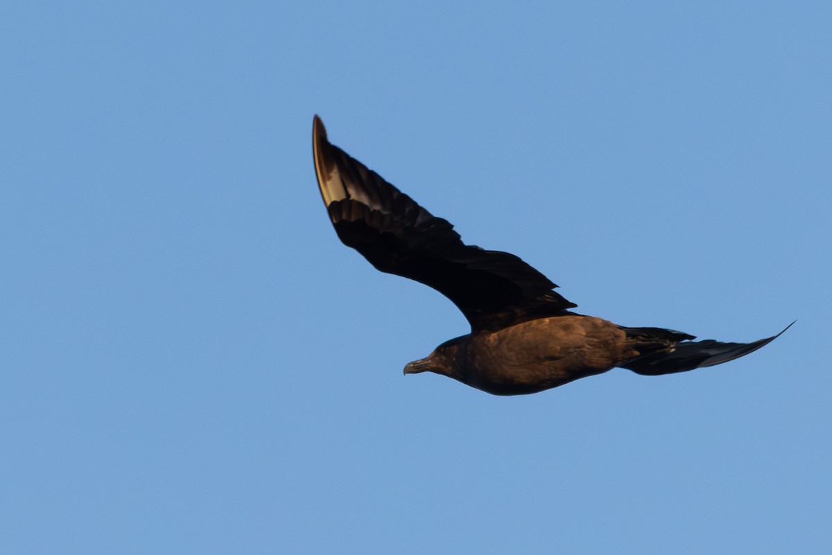 Brown Skua (Subantarctic) - ML642375986