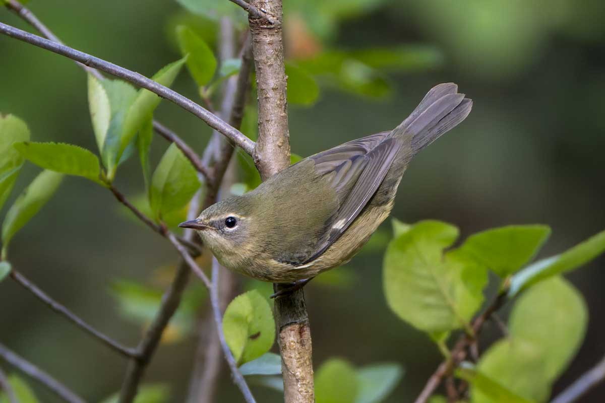blåparula - ML642375988