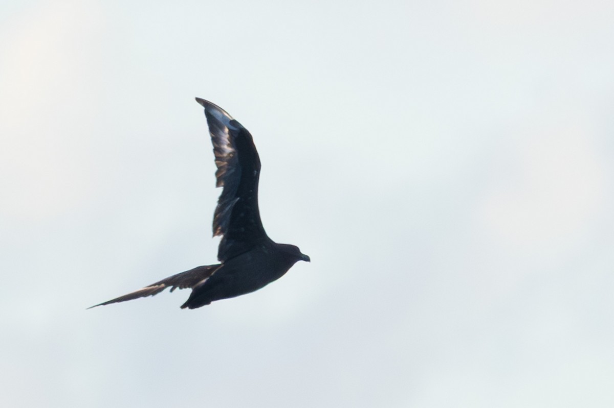 Brown Skua (Subantarctic) - ML642375990
