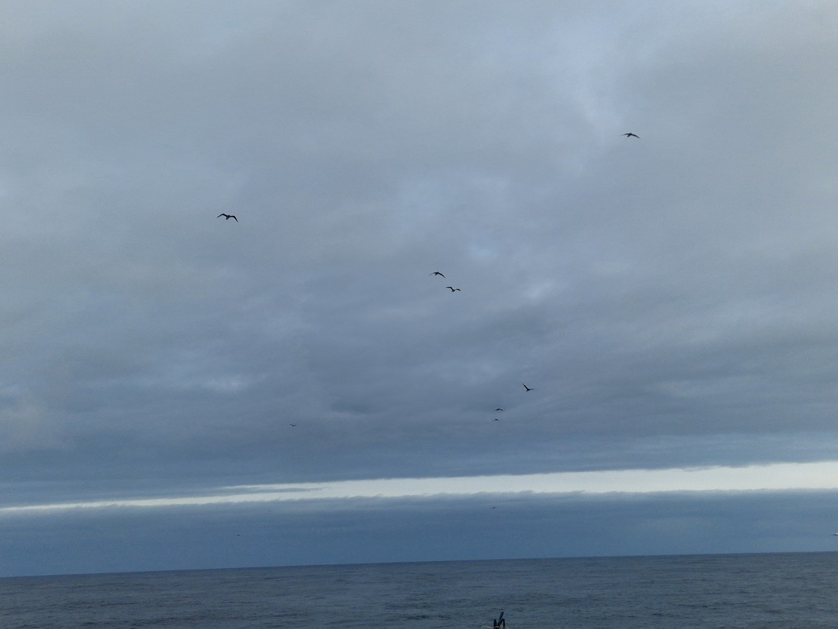 chaluha pomořská - ML642375997