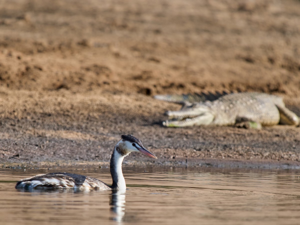 Great Crested Grebe - ML642376001