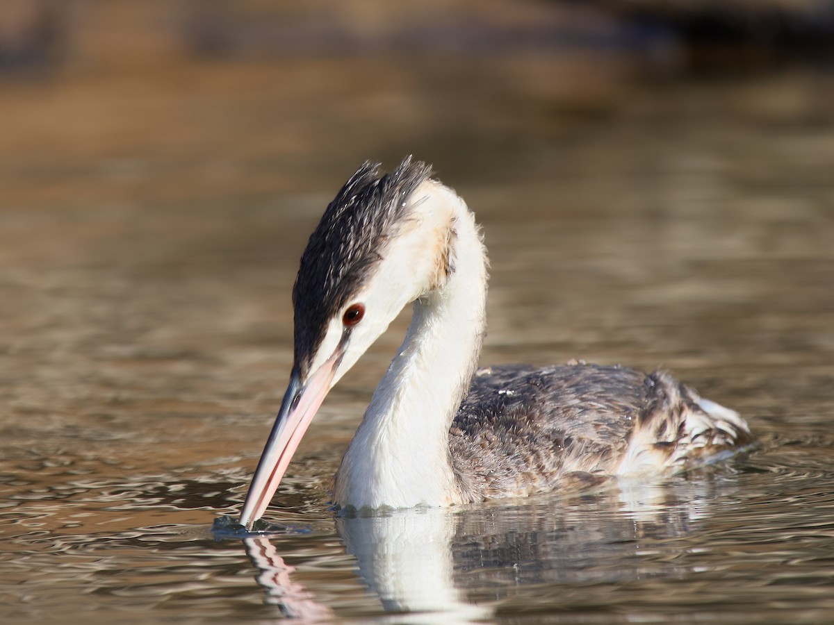 Great Crested Grebe - ML642376002